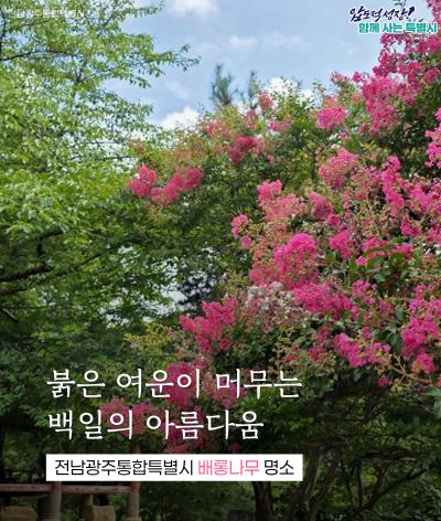 전남광주통합특별시 배롱나무 명소